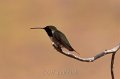 Lucifer Hummingbird 2011_07_16_1643